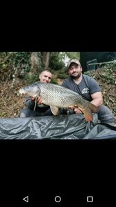 Common Carp