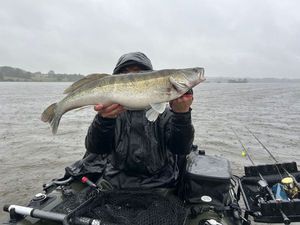 Zander