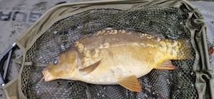 Mirror Carp