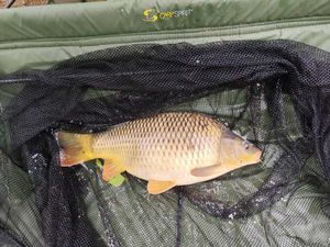 Common Carp