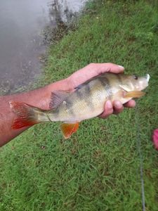 European Perch