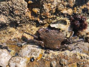Velvet Swimming Crab
