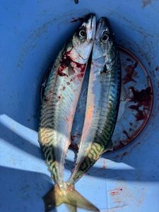 Mackerel