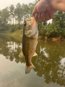 Largemouth Bass