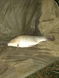Common Carp