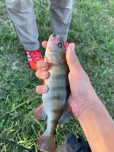 European Perch