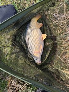 Common Carp