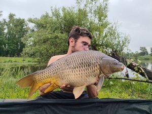 Common Carp