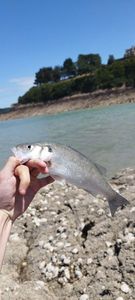 European Bass (Seabass)