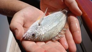Annular Seabream