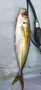 Greenback Horse Mackerel