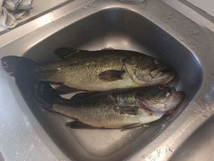 Largemouth Bass