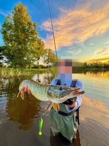 Chain Pickerel