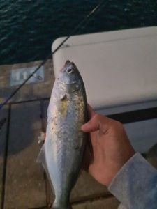 Bluefish