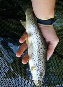 Sea Trout