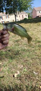 Largemouth Bass