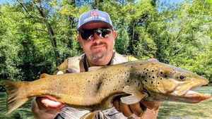 Brown Trout