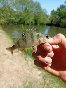 European Perch