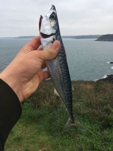 Mackerel