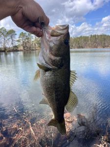 Largemouth Bass