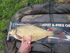 Common Bream