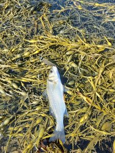 European Bass (Seabass)