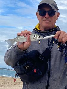 European Bass (Seabass)