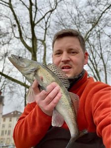 Zander