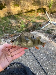 European Perch