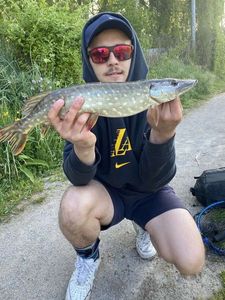 Northern Pike