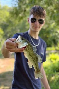 Largemouth Bass