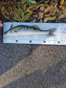 Zander