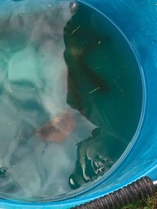 Black Bullhead