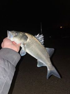 European Bass (Seabass)