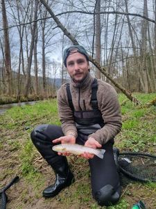 Brown Trout