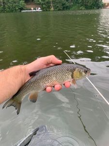 Chub