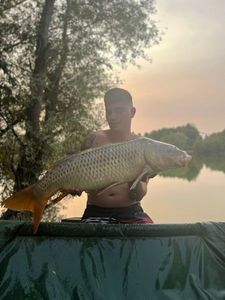 Common Carp