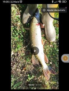 Northern Pike