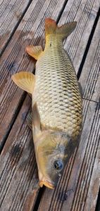 Common Carp
