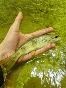 Brown Trout