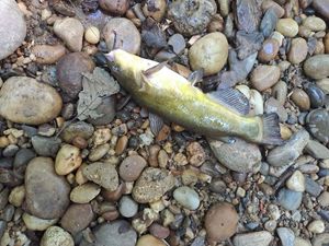 Black Bullhead