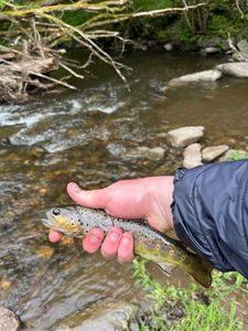 Brown Trout