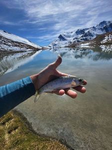 Rainbow Trout
