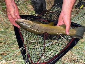 Brown Trout