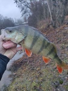 European Perch