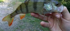 European Perch