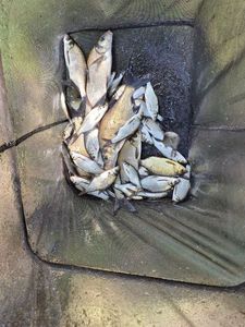 Common Bream