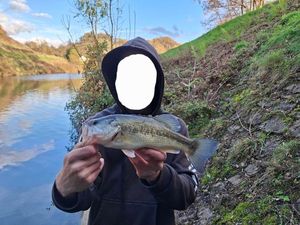 Largemouth Bass