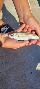 Bogue