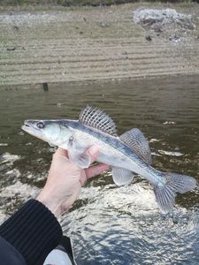 Zander